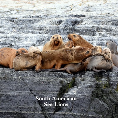 South American Sea Lions